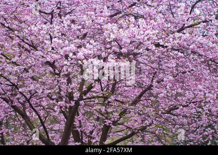 tree of cherry in blossom with pink flowers Stock Photo