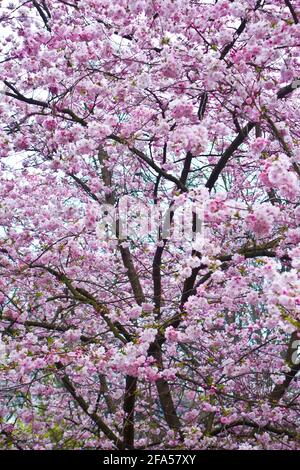 tree of cherry in blossom with pink flowers Stock Photo