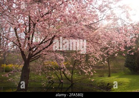 tree of cherry with flowers blooming Stock Photo