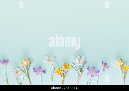 Festive spring border, frame from spring flower crocus on blue background. Stylish easter flat lay yellow, Stock Photo
