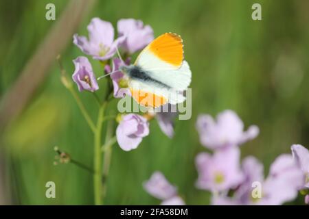 the cuckoo flower in citypark Staddijk in Nijmegen, the Netherlands Stock Photo