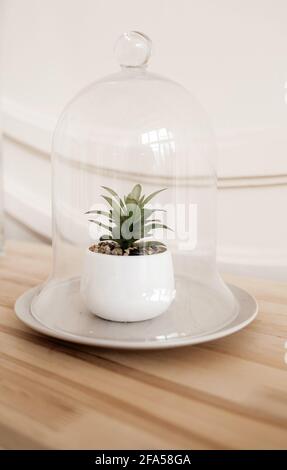 succulent plant in a pot under glass. Home decor, eco-friendly, leisure, gardening concept Stock Photo