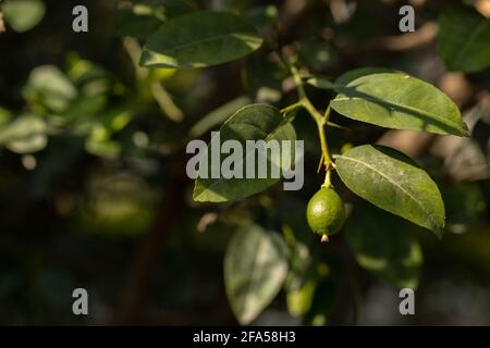 A single green Lemons hanging from the branch of a lemon tree Stock Photo