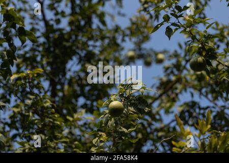 The fruit Bengal quince also called Aegle marmelos or Golden apples growing on trees Stock Photo