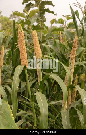 View of healthy and organic Millet crop growing in the fields with its leafs Stock Photo