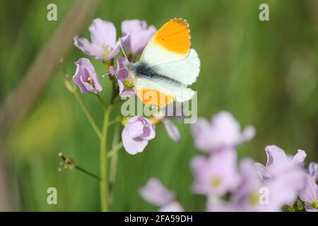 the cuckoo flower in citypark Staddijk in Nijmegen, the Netherlands Stock Photo