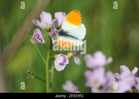 the cuckoo flower in citypark Staddijk in Nijmegen, the Netherlands Stock Photo