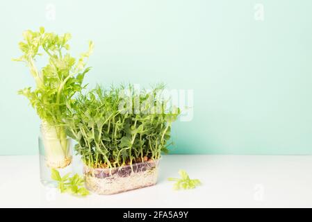 Peas Sprouting Micro greens and celery on blue background Stock Photo
