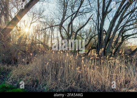 The spring sun shines through the trees on the dry reed grass. Stock Photo