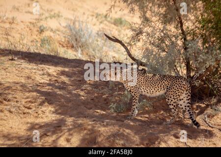 Cheetah in alert hidding with tree shadow in Kgalagari transfrontier park, South Africa; specie family of Stock Photo