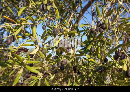Detail of dark violet olive tree branch, Tierra de Barros olive grove, Extremadura, Spain Stock Photo