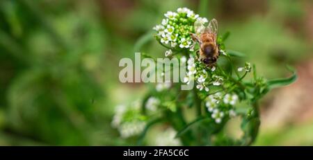 Bee on a small white flowers in wheat field Stock Photo
