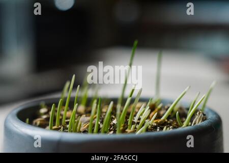 an young germinated grass in a pot on the table Stock Photo