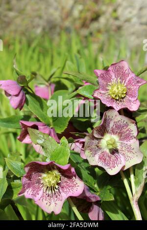 Lenten Rose Helleborus orientalis Stock Photo