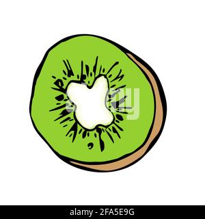 Hand drawn kiwi illustration isolated on white background. Stock Vector
