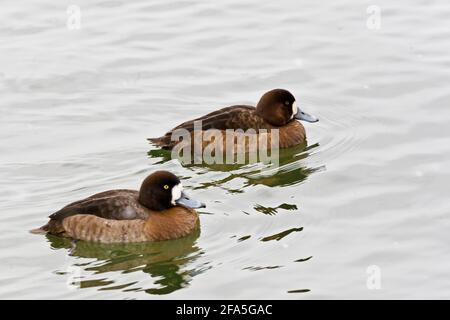 Pair of Greater Scaup, Aythya marila, swimming Stock Photo