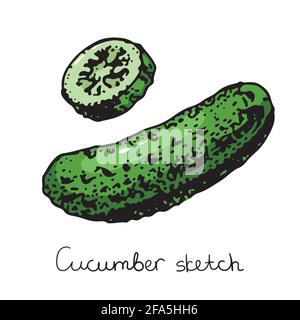 Fresh cucumber half and sliced vector illustration. Stock Vector