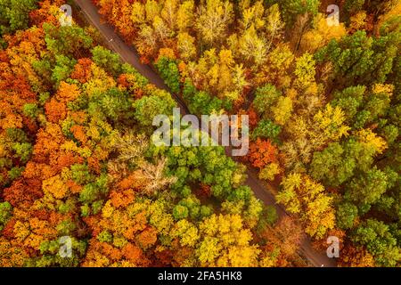Autumn forest from above Stock Photo