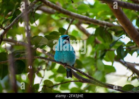 Blue bird known as Red-legged Honeycreeper. In brazil it's called 'sairá beija-flor' Stock Photo