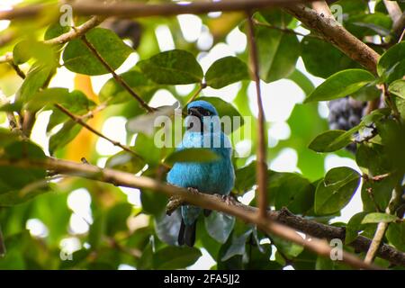 Blue bird known as Red-legged Honeycreeper. In brazil it's called 'sairá beija-flor' Stock Photo