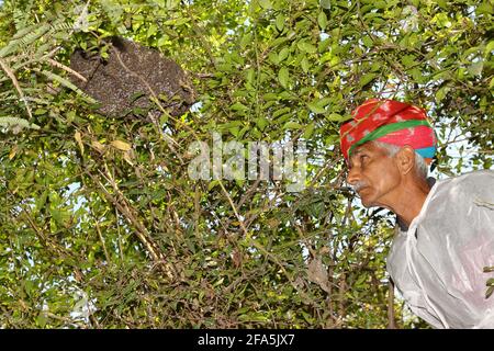An Indian-origin farmer watching bees closely on trees in the garden Stock Photo