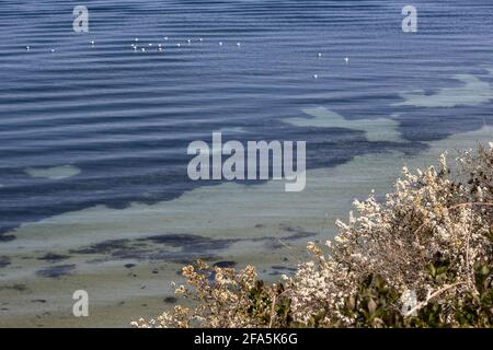 Studland Bay, Herring Gulls, Larus argentatus, Prunus spinosa, aka blackthorn or sloe , Studland, Isle of Purbeck, Dorset, UK Stock Photo