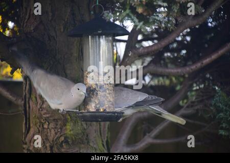 Eurasian Collard Doves tucking into bird seed perched on hanging seed feeder in an English garden. Stock Photo