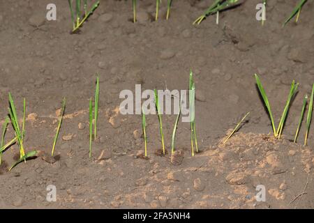 Small grain green plants sprouted after sowing the seeds in the field and Dew fell in the night with a drop of water Stock Photo
