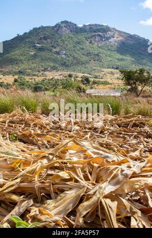 Maize stalks after harvest in a field near Mzimba, Malawi Stock Photo