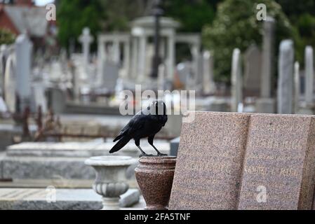 A little raven perched on an urn, part of a grave, in a cemetery while looking into the foreground Stock Photo