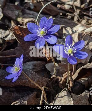 Three fresh small blue hepatica flowers on a sunny spring day with dried leaves in the background in spring in Kaunas, Lithuania Stock Photo