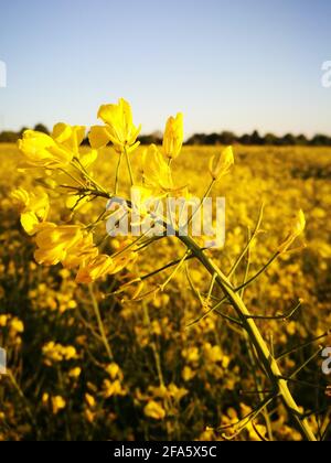 Yellow rapeflowers during comfortably warm day, taken in Bovenden - Germany. Stock Photo