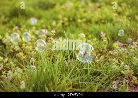 Soap bubbles on green grass in spring garden. Stock Photo