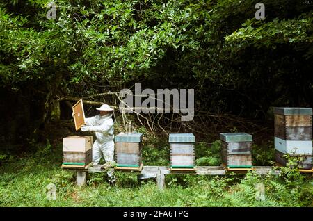 Ferrolterra, A Coruna Province, Galicia, Spain : A beekeeper works on his hives. Stock Photo