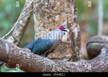 Beautiful of Green billed Malkoha (Phaenicophaeus tristis) great of cuckoo bird on branch Stock Photo
