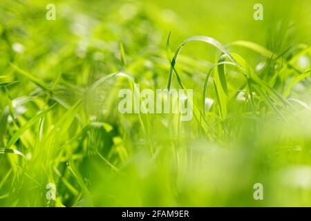 Abstract green background with fresh spring grass in sunny field Stock Photo