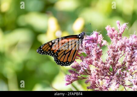 Monarch butterfly (Danaus plexippus) feeding on a pink flower in a garden, with a blurred green background