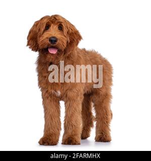 Handsome male apricot or red Australian Cobberdog aka Labradoodle, standing a bit side ways. Looking friendly to camera. Black nose, pink tongue out. Stock Photo