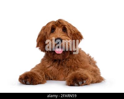 Handsome male apricot or red Australian Cobberdog aka Labradoodle, laying down facing front. Looking friendly to camera. Black nose, pink tongue out. Stock Photo