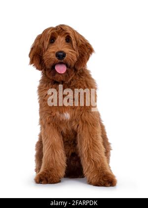 Handsome male apricot or red Australian Cobberdog aka Labradoodle, sitting up facing front. Looking friendly to camera. Black nose, pink tongue out. I Stock Photo