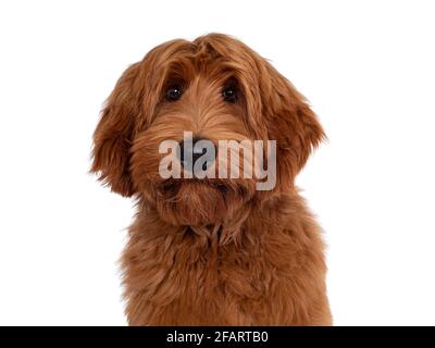 Head shot of handsome male apricot or red Australian Cobberdog aka Labradoodle. Looking friendly to camera with cute head tilt. Black nose, mouth clos Stock Photo