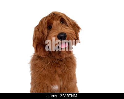 Head shot of handsome male apricot or red Australian Cobberdog aka Labradoodle. Looking friendly to camera with cute head tilt. Black nose, pink tongu Stock Photo