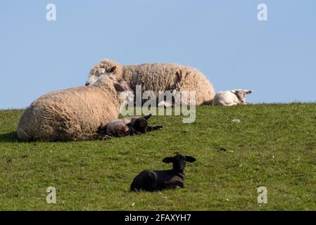 Sheep and lamb on the dike of Westerhever in Germany Stock Photo
