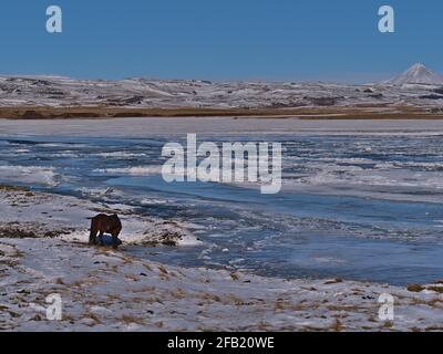 Beautiful view of single Icelandic horse with brown coat standing on the shore of a frozen river near Varmaland in the west of Iceland in winter. Stock Photo