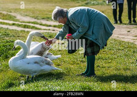 WIMBLEDON LONDON, UK. 23 April, 2021. A woman feeding swans on a beautiful sunny day on Wimbledon Common London as forecasters predict warmer weather with temperatures expected to reach 19celsius over the weekend in London and the South East of England. Credit: amer ghazzal/Alamy Live News Stock Photo