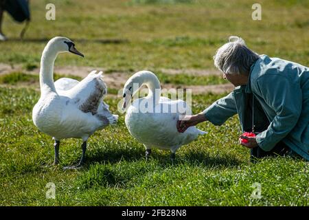 WIMBLEDON LONDON, UK. 23 April, 2021. A woman feeding swans on a beautiful sunny day on Wimbledon Common London as forecasters predict warmer weather with temperatures expected to reach 19celsius over the weekend in London and the South East of England. Credit: amer ghazzal/Alamy Live News Stock Photo
