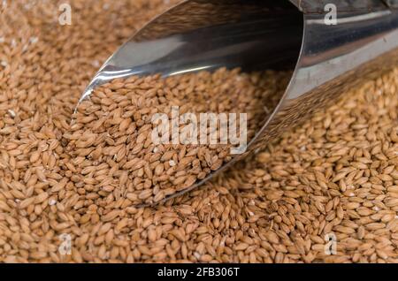 Ladle with of barley malt for beer, pale ale, pilsen. Stock Photo