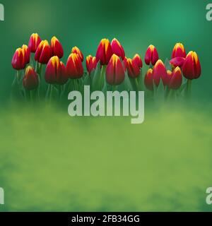 Greeting card with blooming red tulips. Floral design for natural cosmetics, perfume, women products. Can be used as greeting card, wedding invitation Stock Photo