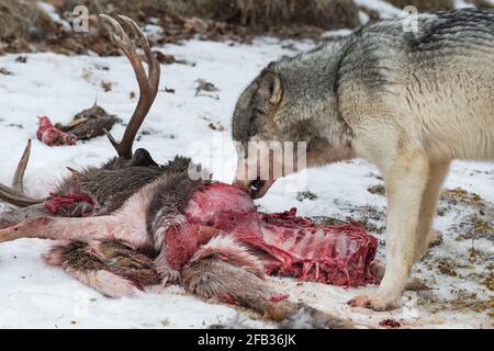 Grey Wolf (Canis lupus) Sniffs at Remains of Deer Carcass Baring Canine Tooth Winter - captive animal Stock Photo