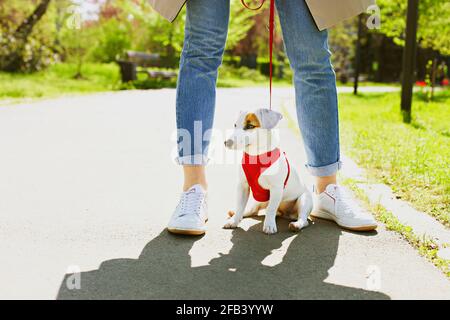 Funny puppy of jack russell terrier sitting on floor between woman owner legs at park. Hipster female walking young pure breed pedigree dog in red bre Stock Photo